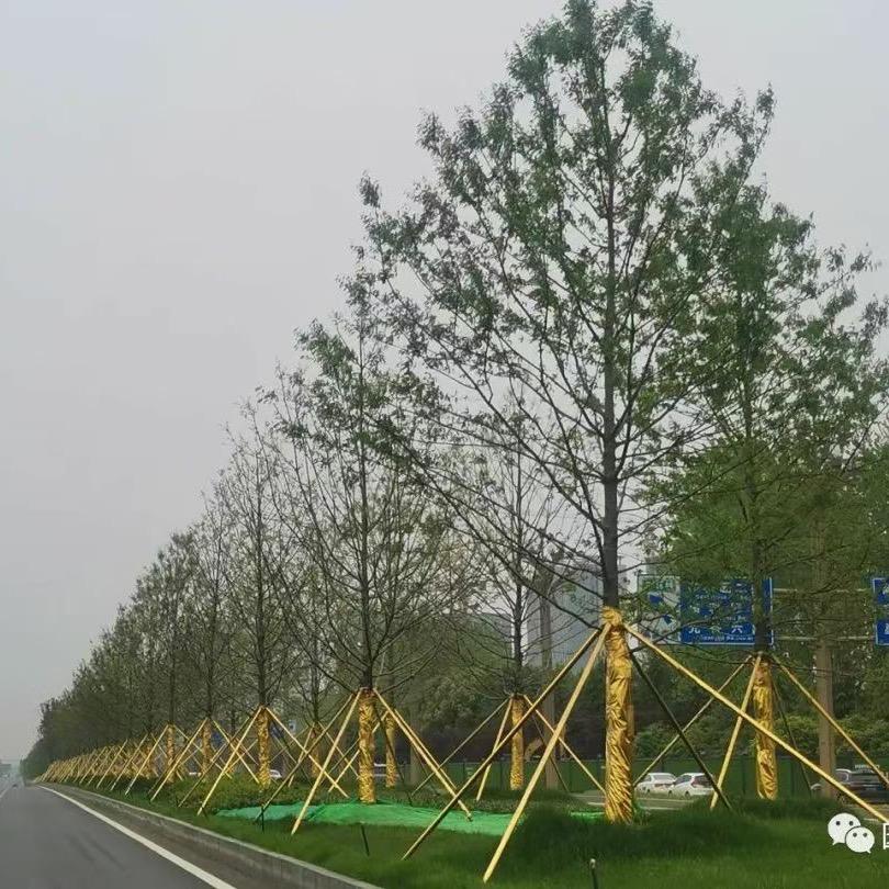 工程草花草坪种子