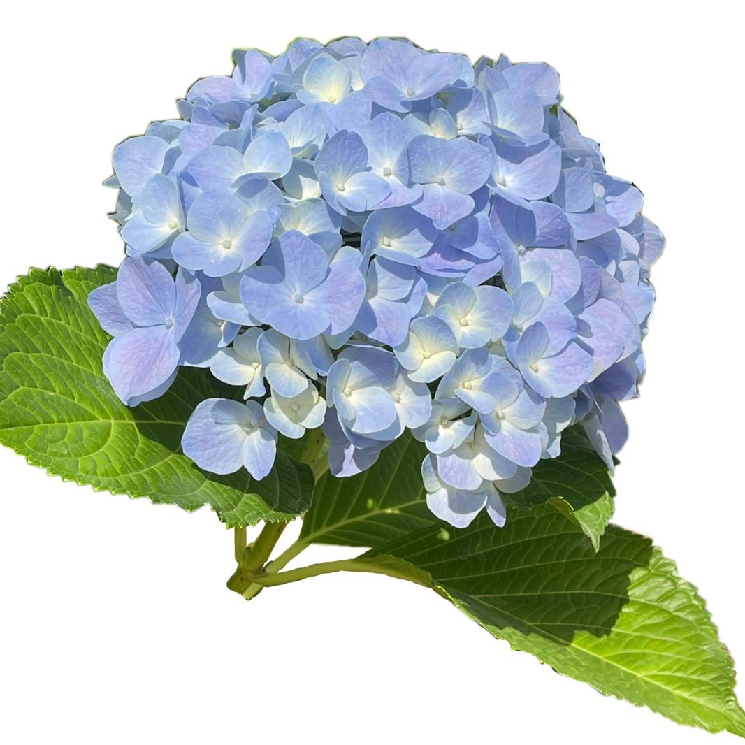 花山花卉