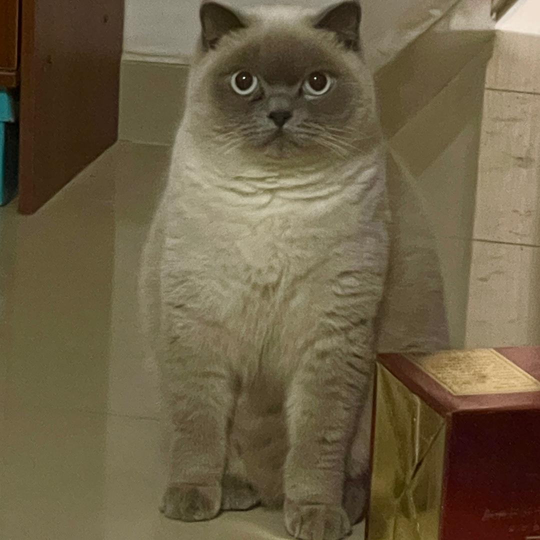 ✿碌宝
