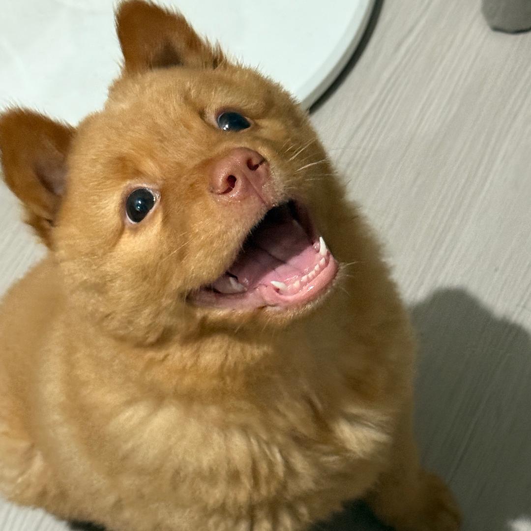 平安是只狗