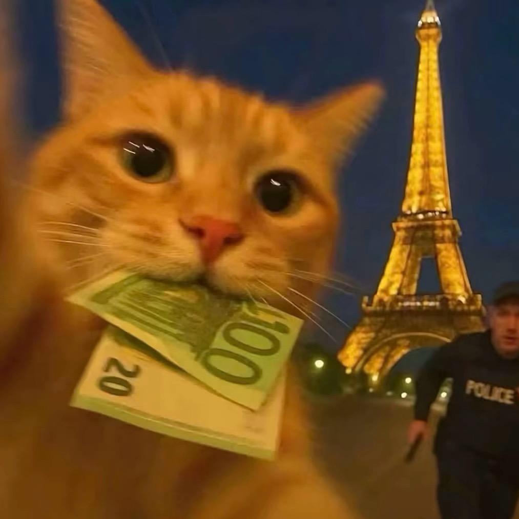 赚钱养小猫
