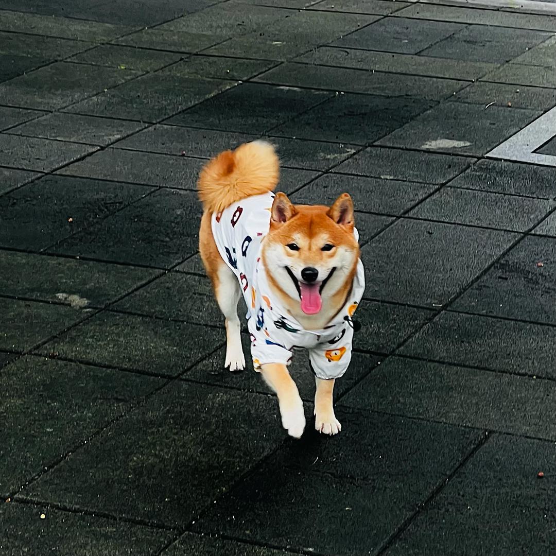 重庆樱花柴犬舍