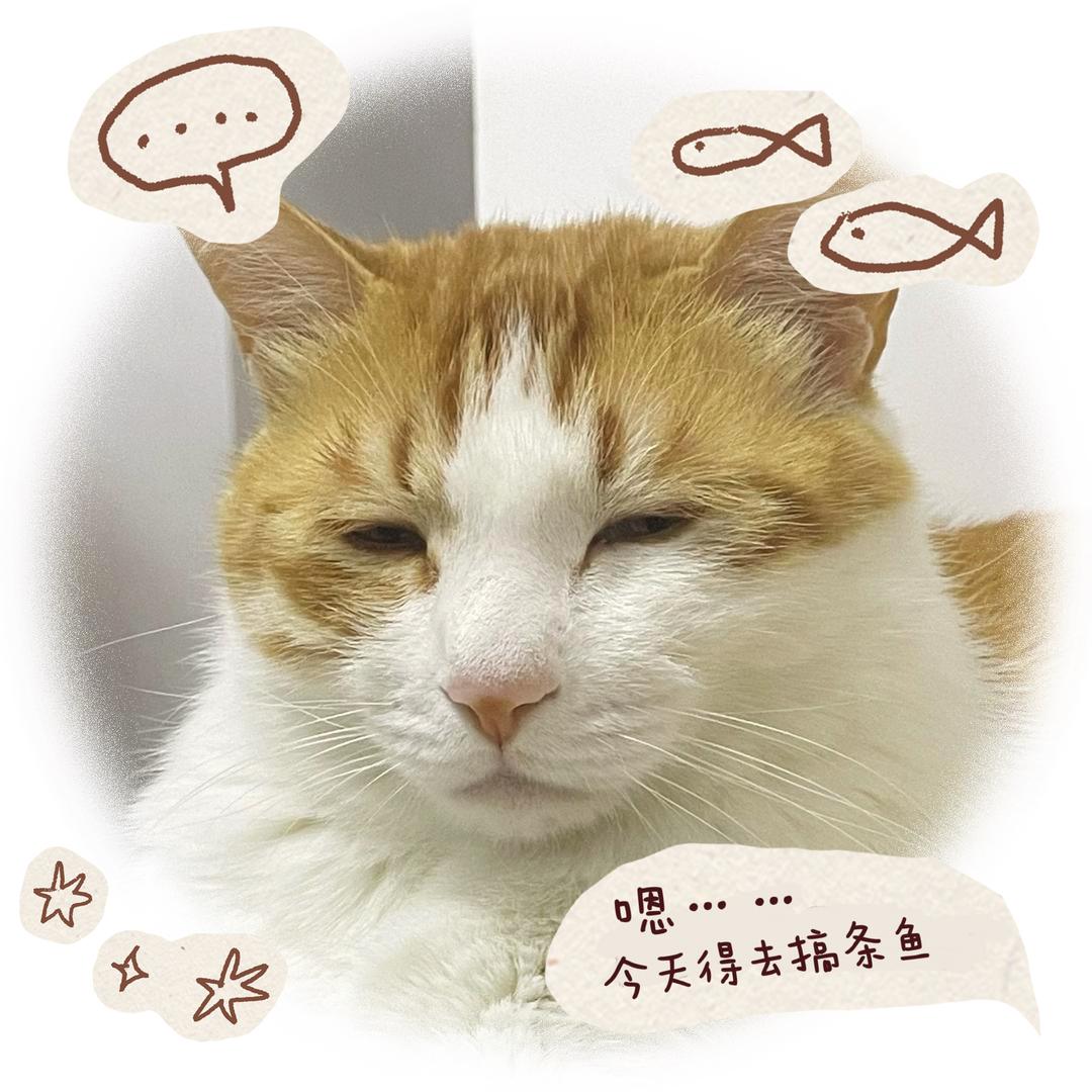 小鱼滋溜~