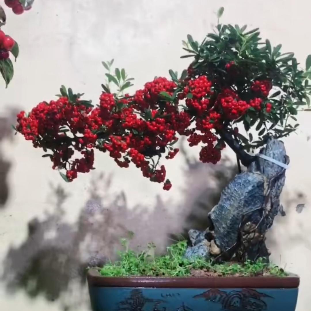 周小姐盆景花卉