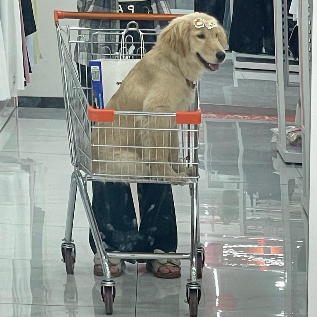 金毛福宝