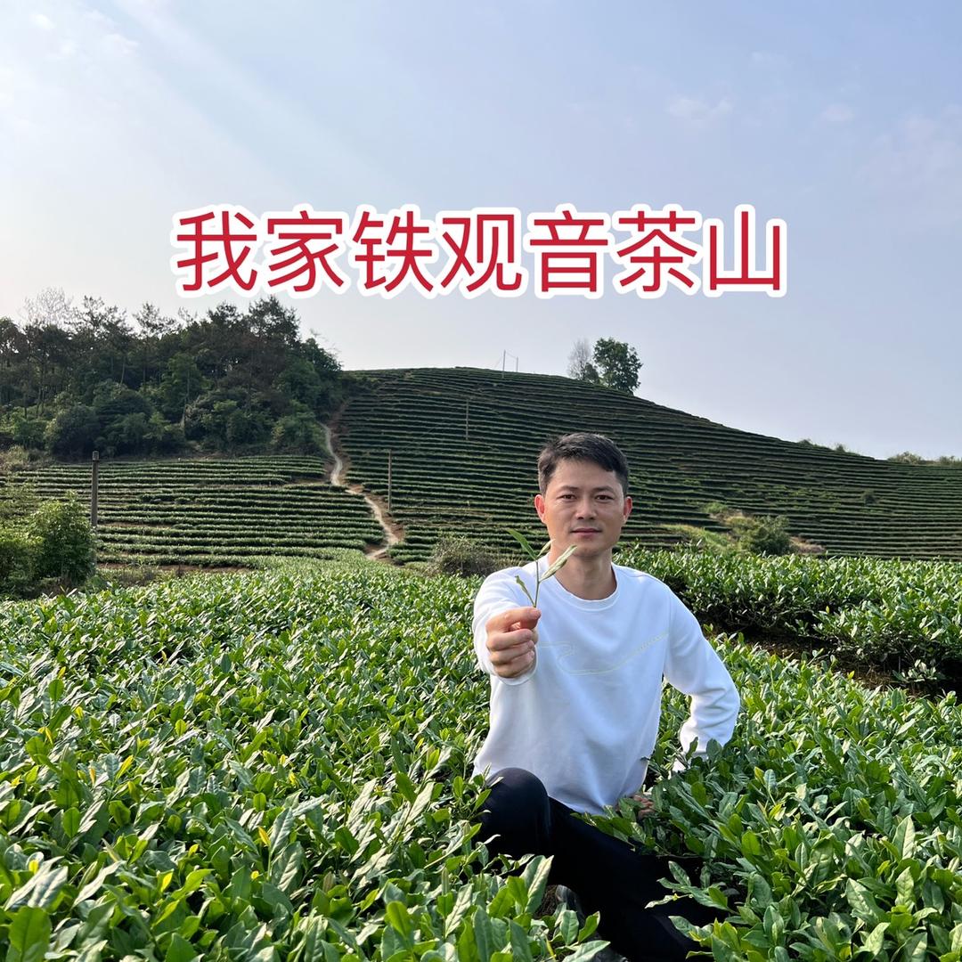陈金篆铁观音茶直销