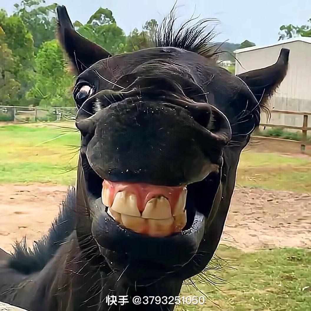 贫僧法号乱来