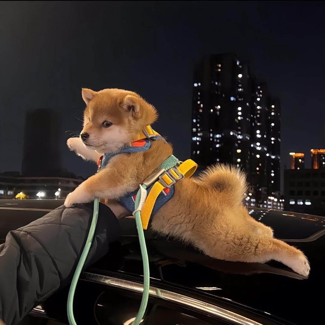 小狗要开心