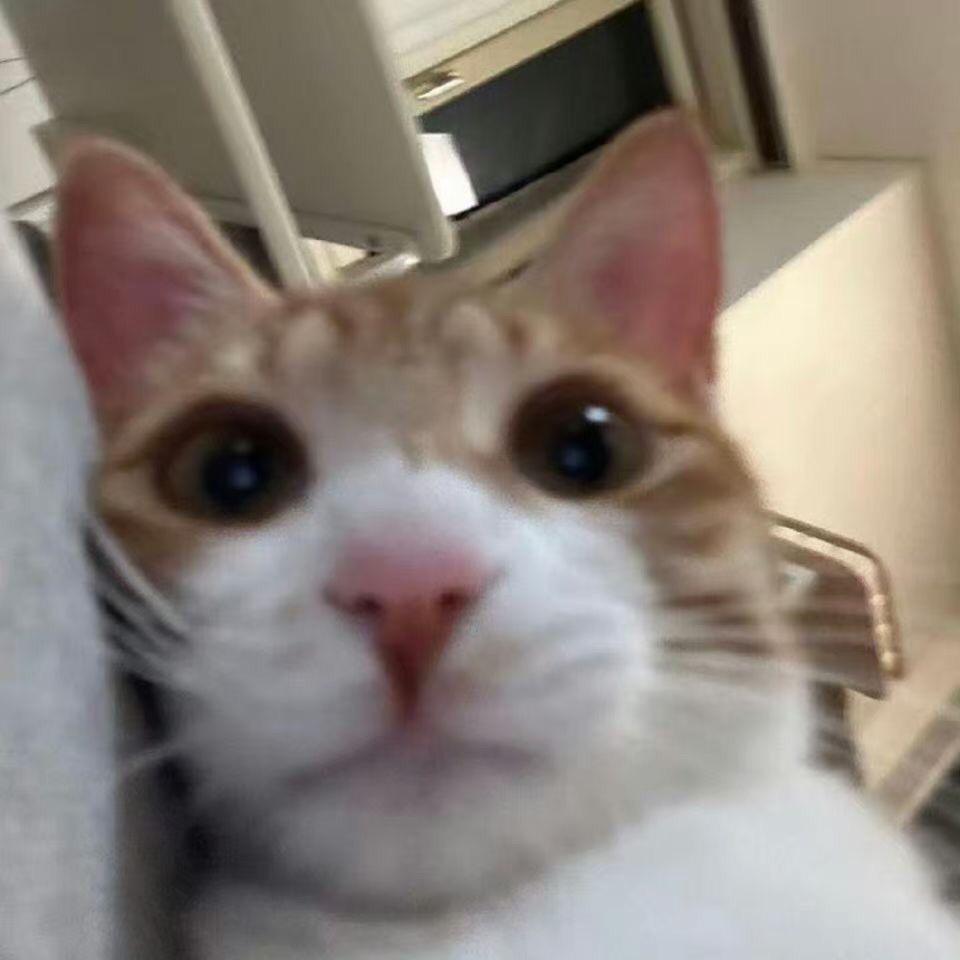 小猫哥
