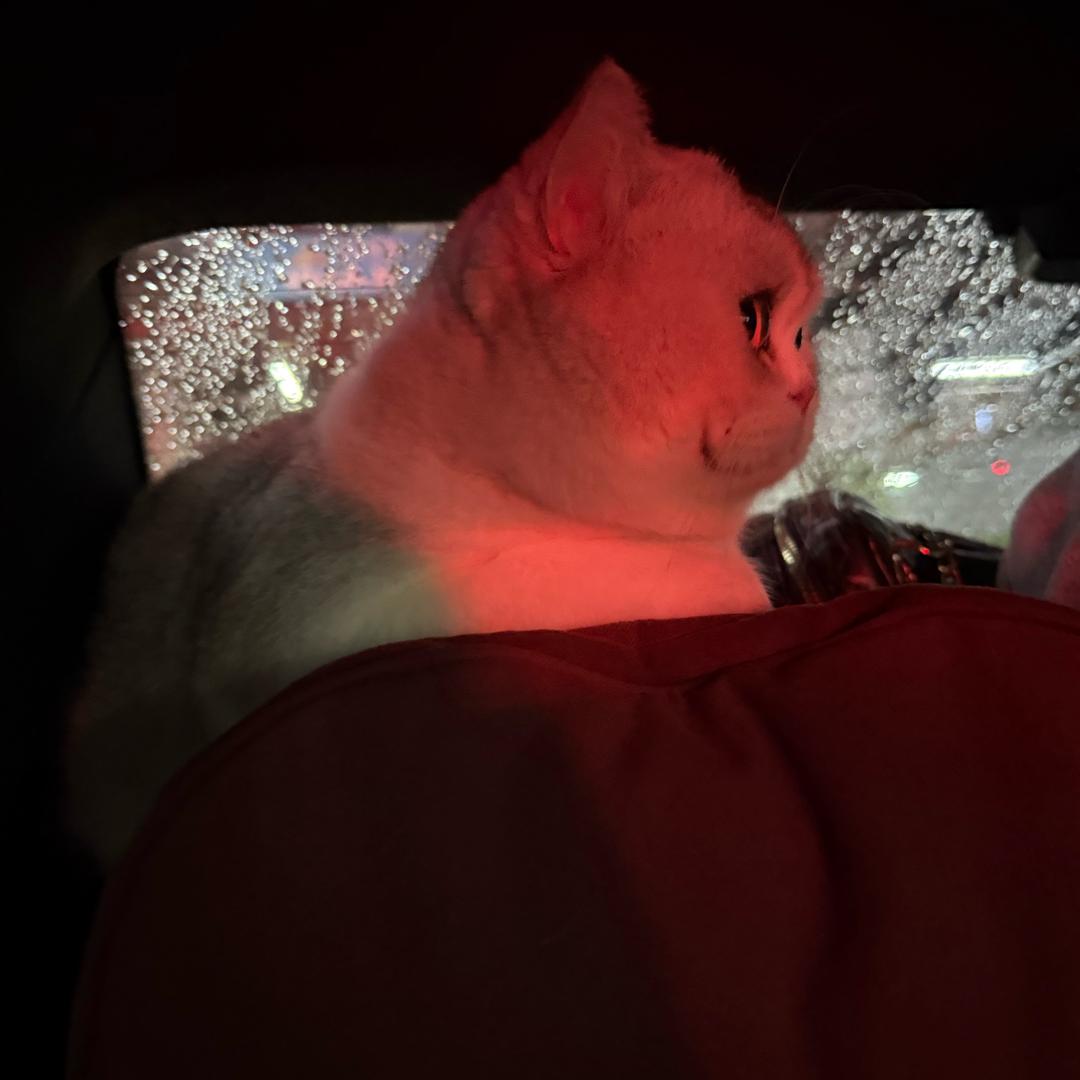 笨蛋比个耶✌️