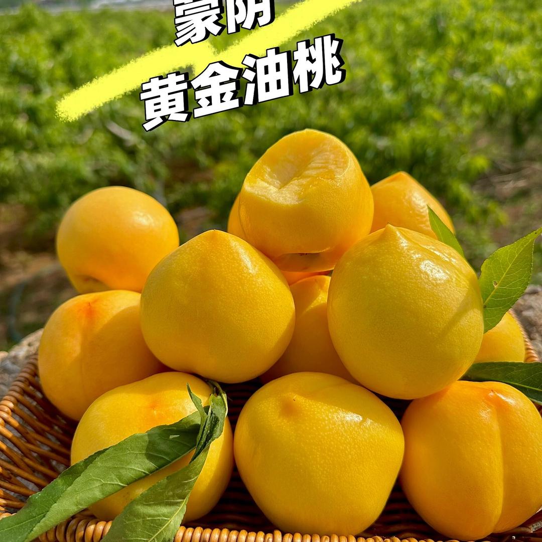 蒙阴一条鱼甄选