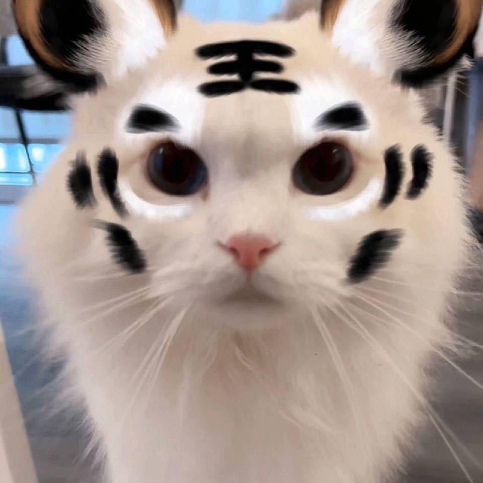 一片树叶-