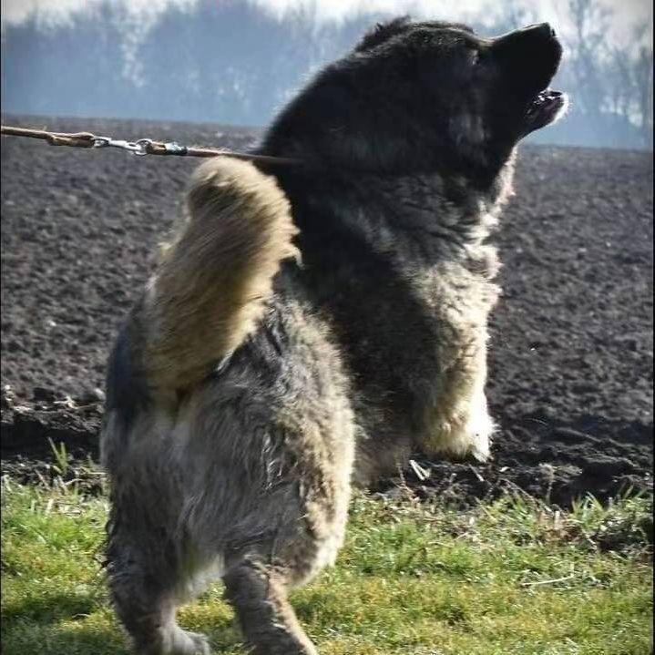 中国猛犬园