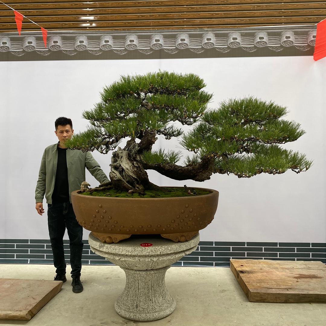 斯嘉丽盆景园艺