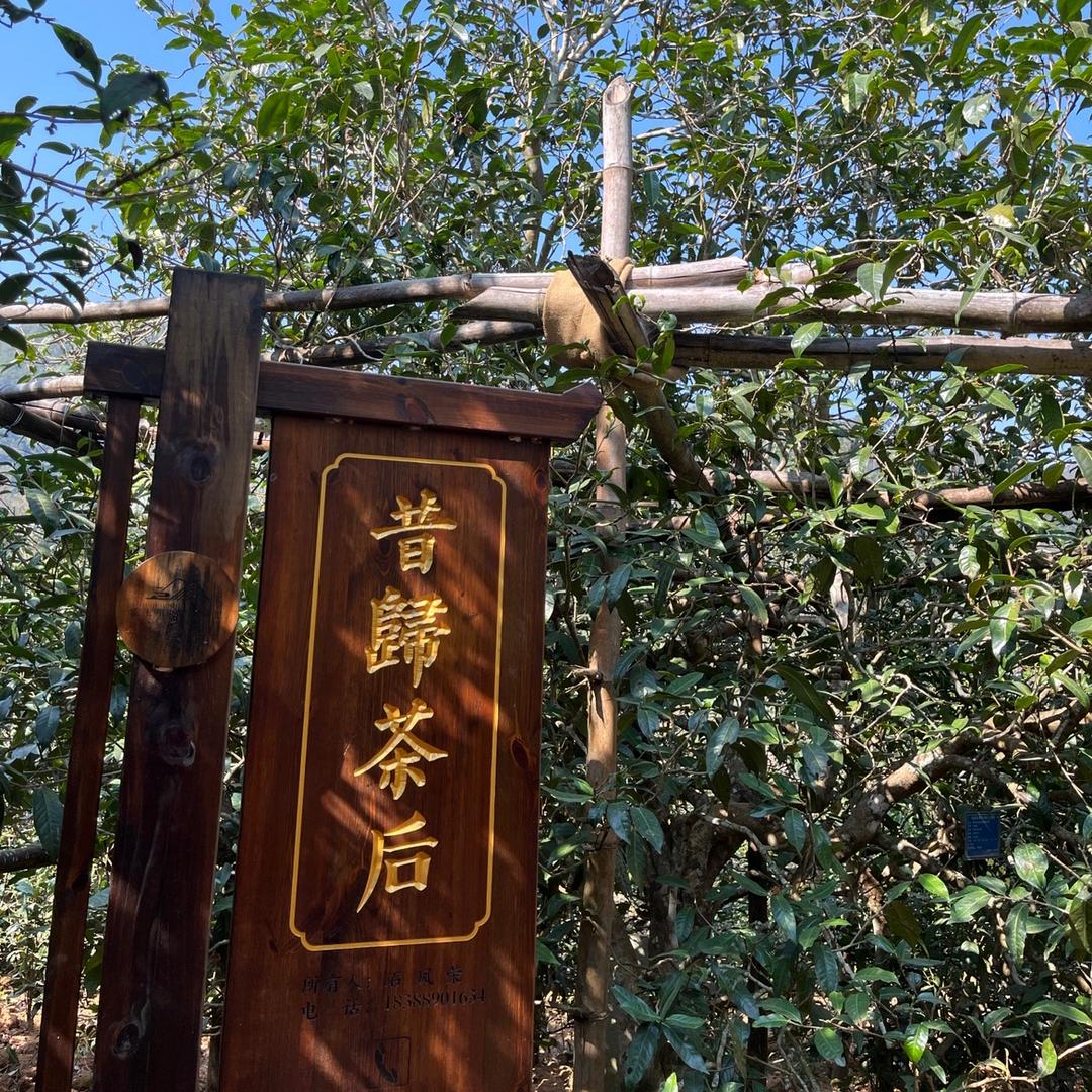 滇归茶业 昔归组59号