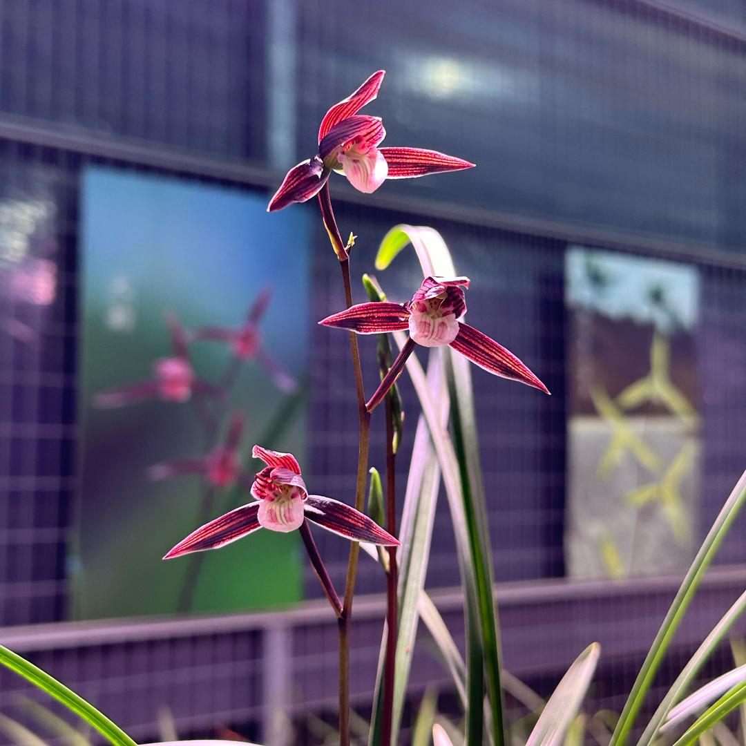 蘭花種植基地-國蘭批發