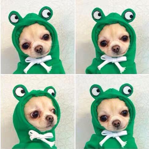 狗狗萌宠笑嘻嘻