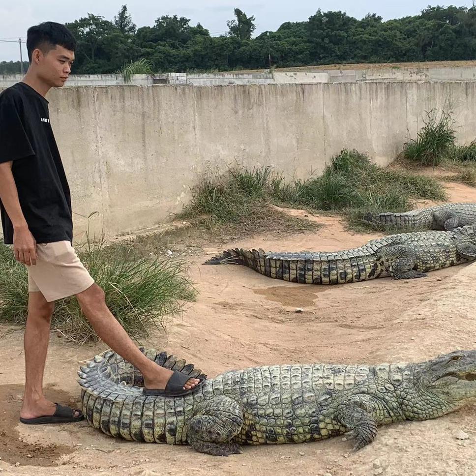 阿办鳄鱼养殖