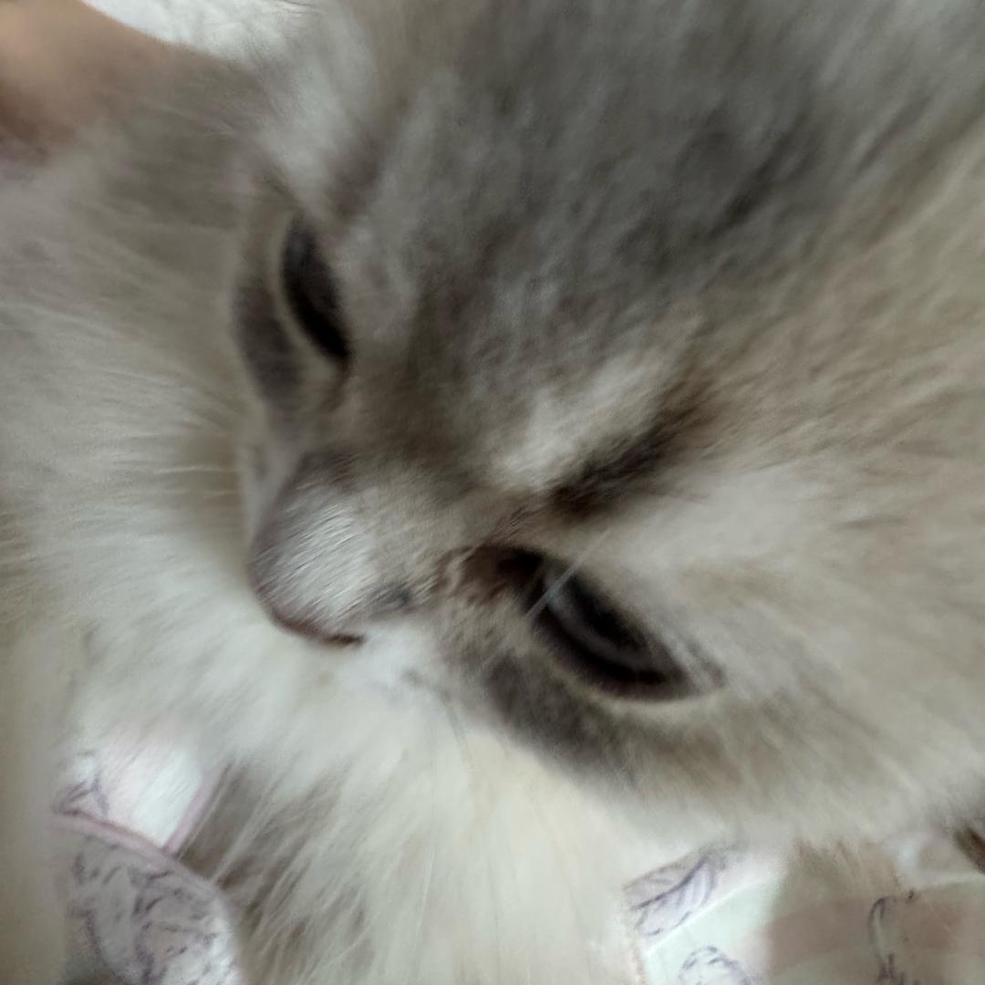 ovo大王