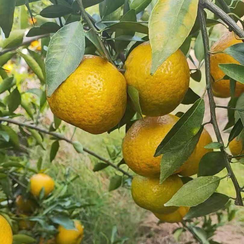 新会南坦小公举