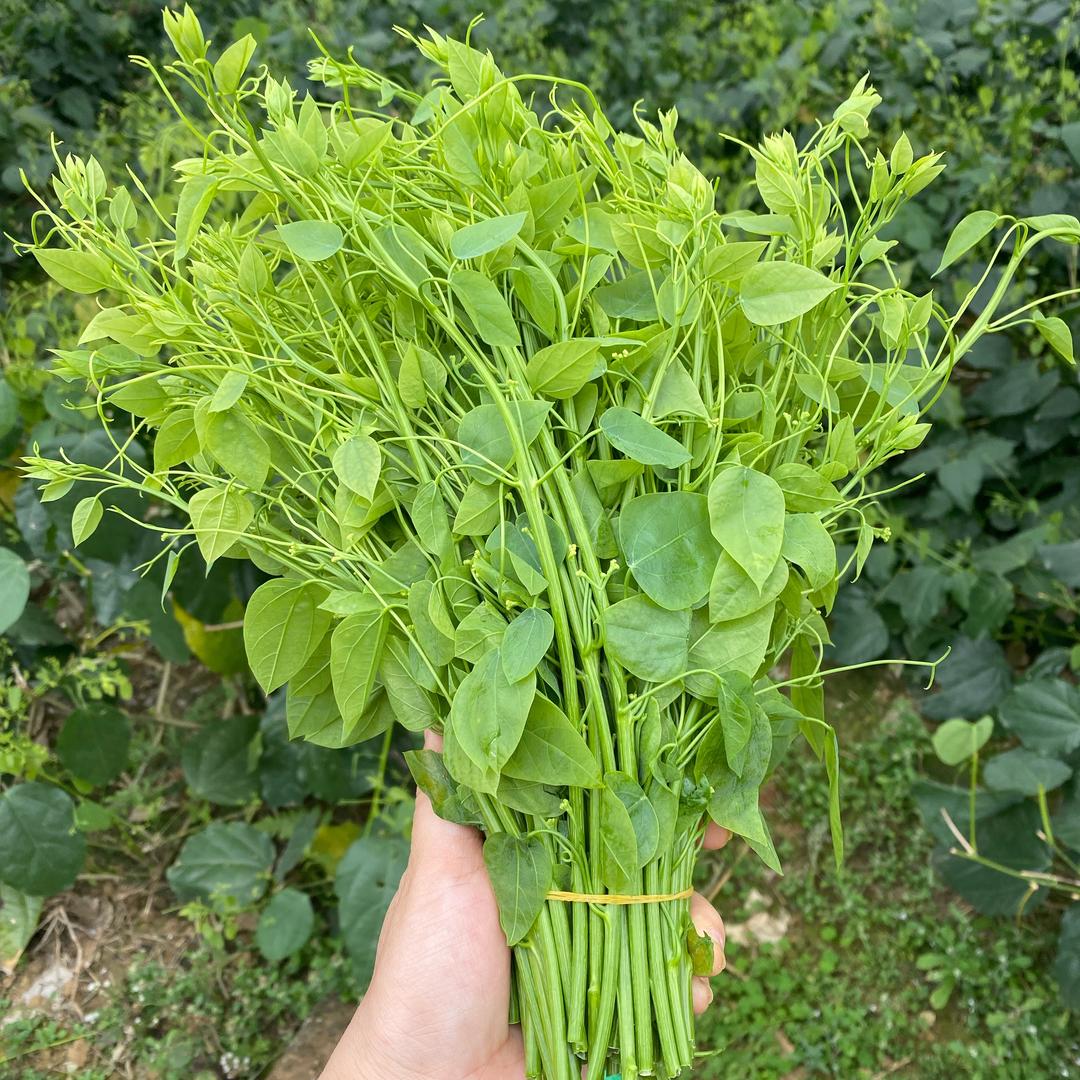 辣木苗赤苍藤种植基地