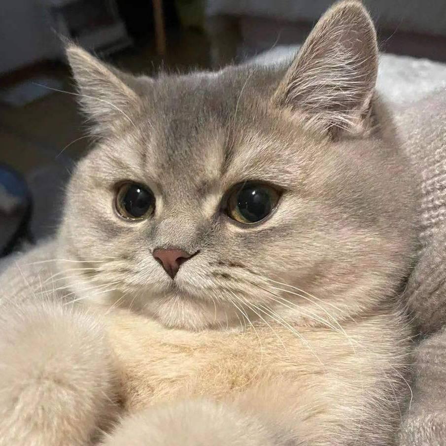 miao