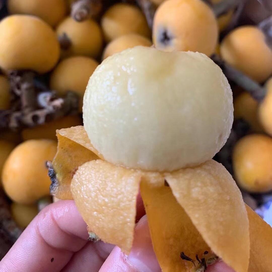 东山白玉枇杷树苗石井湾苗木场