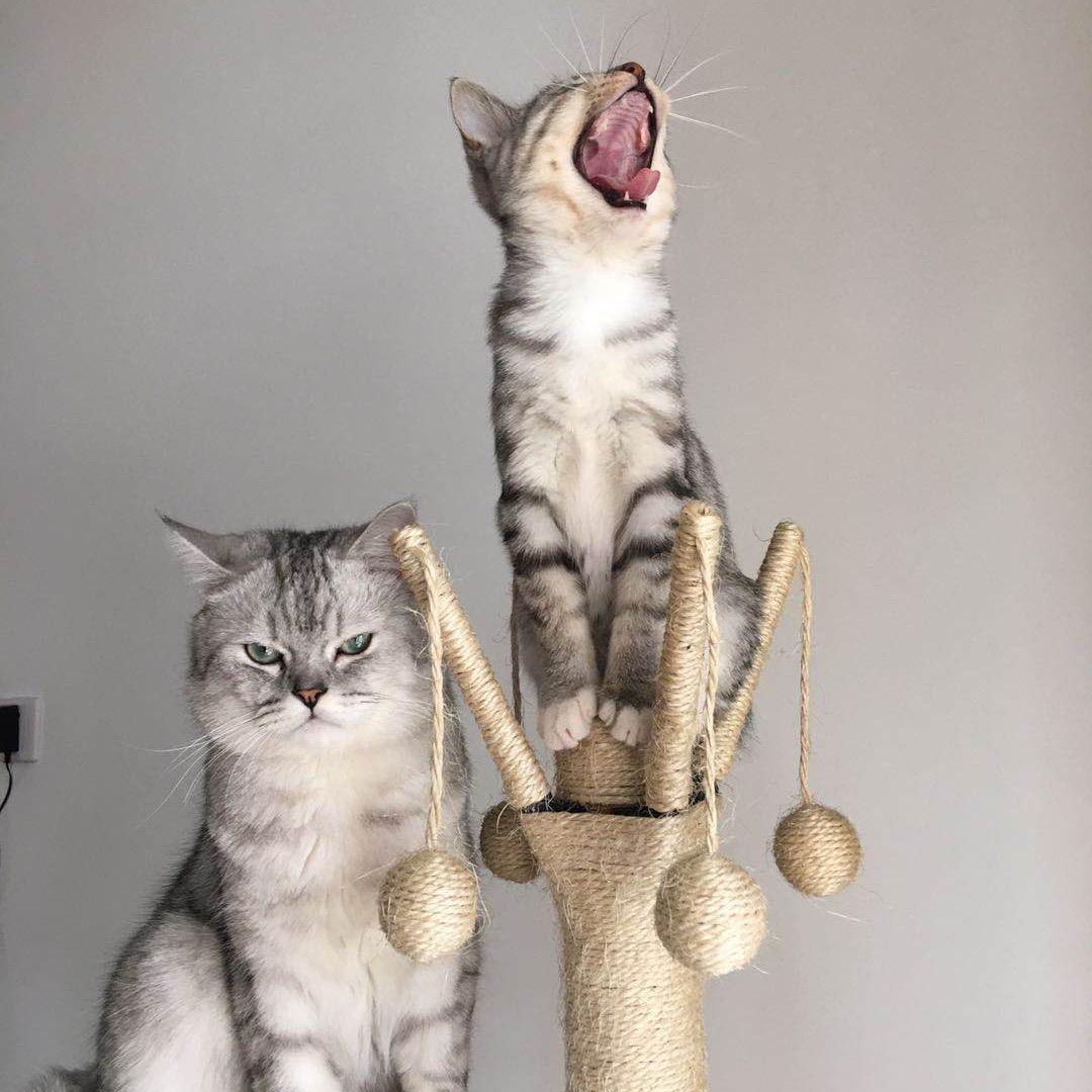 野猪娘娘（争当mini版）