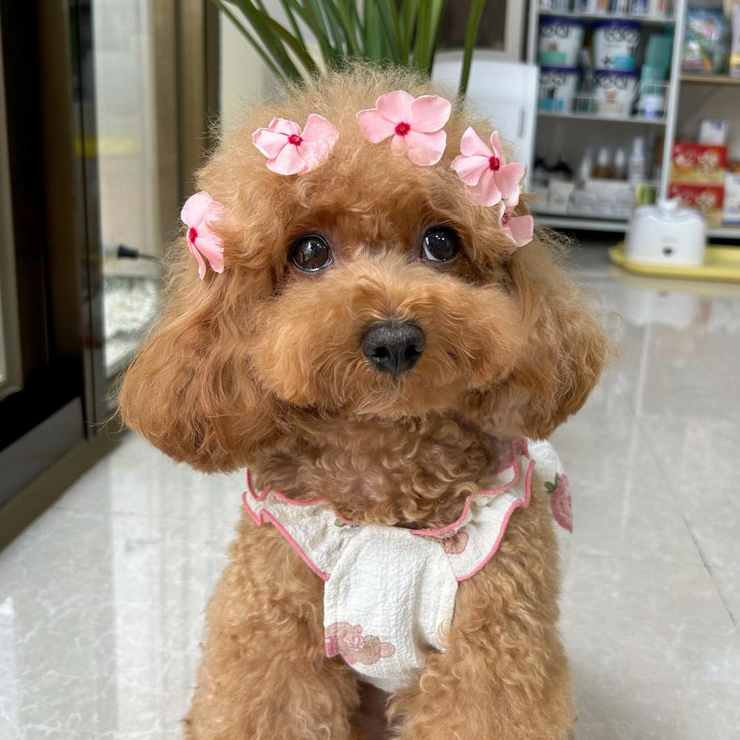 布丁丁的大耳朵（省💰版）