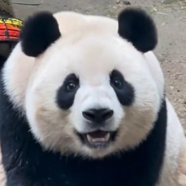 没事就爱看大熊猫