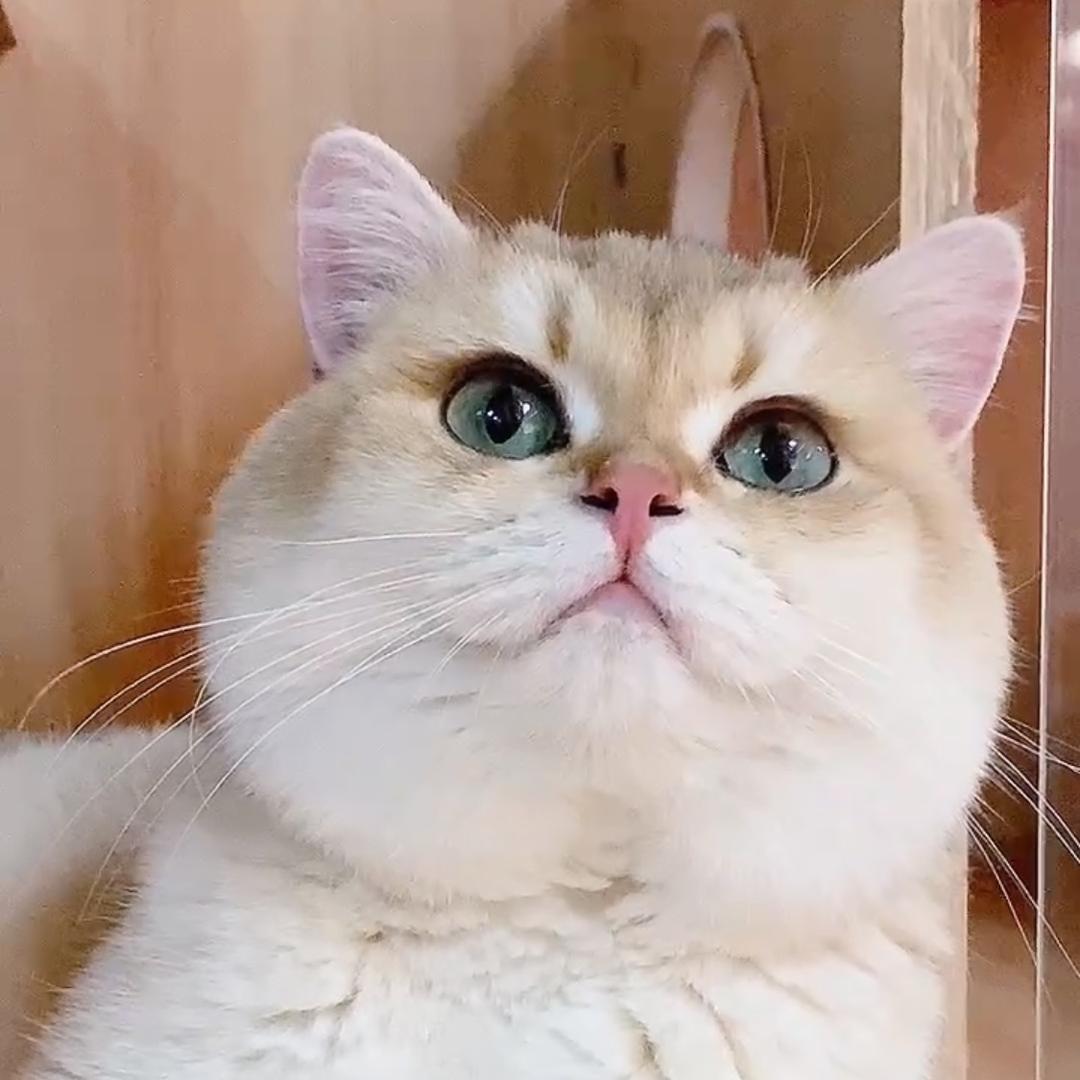 国蜜猫狗宠物(精选用品)