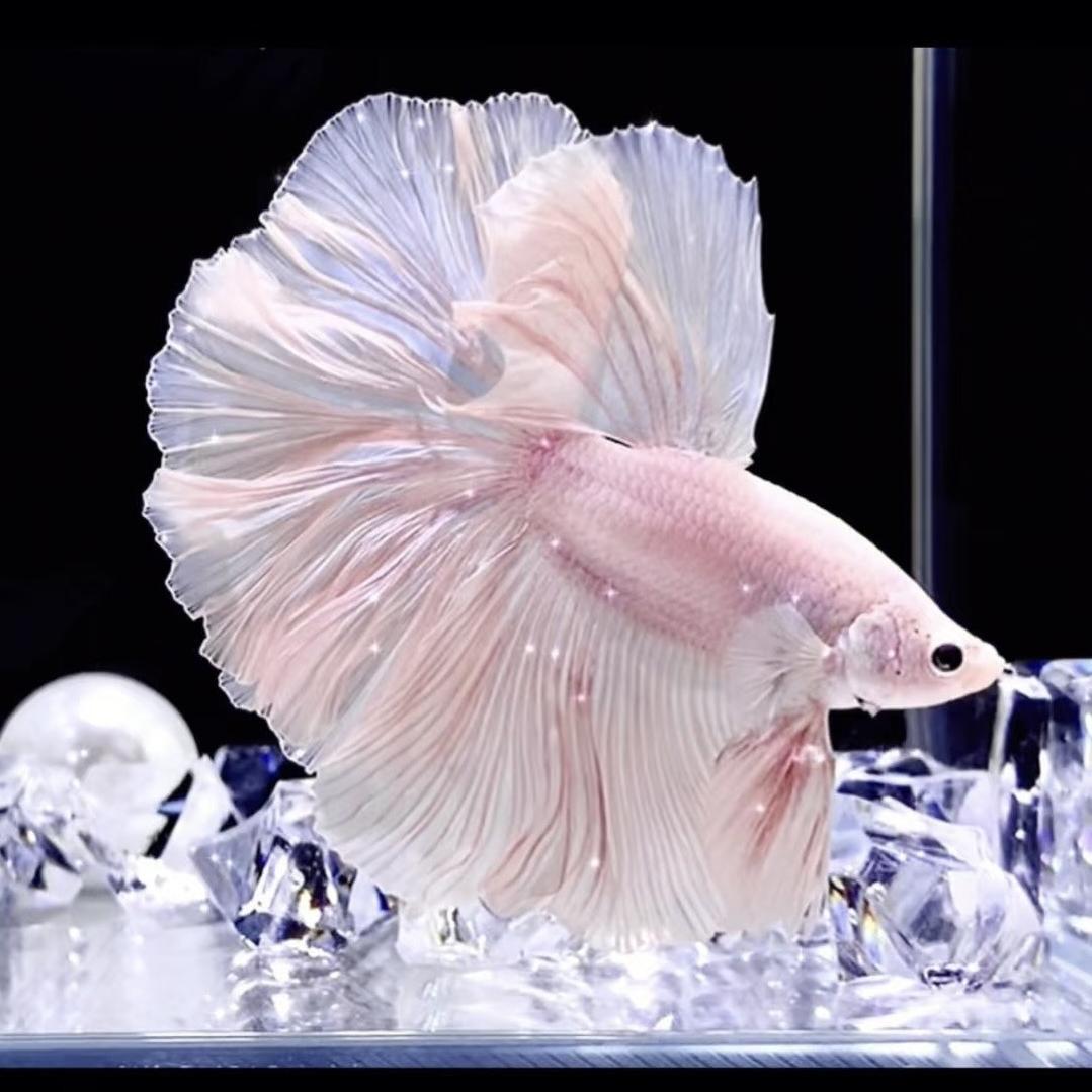 婚纱泰斗水族坊