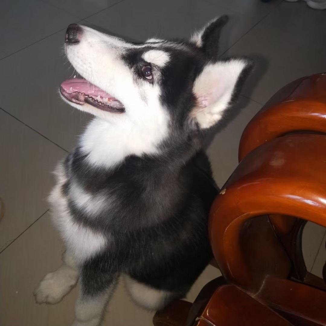 可可鸭