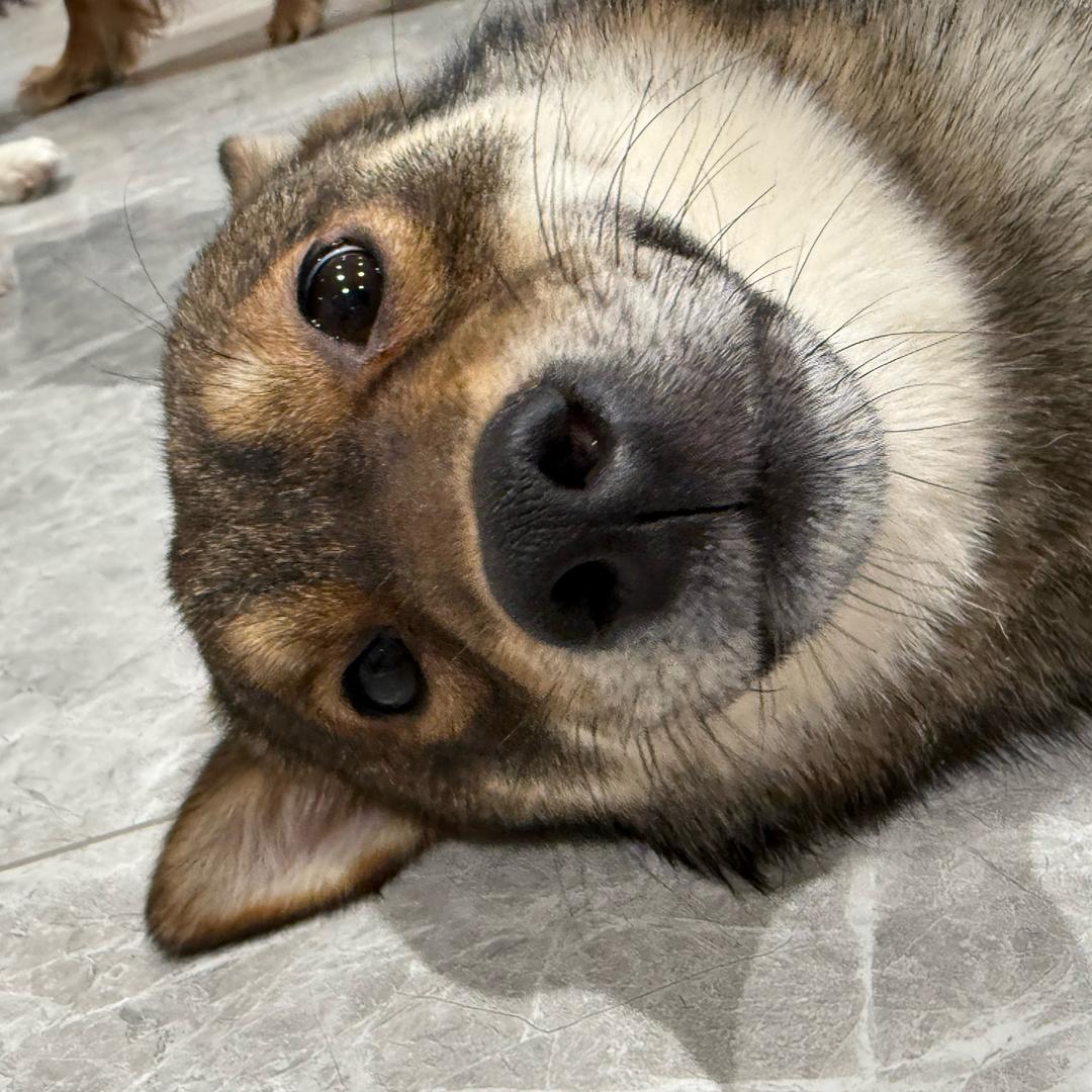 重生之我在狗咖当铲屎官