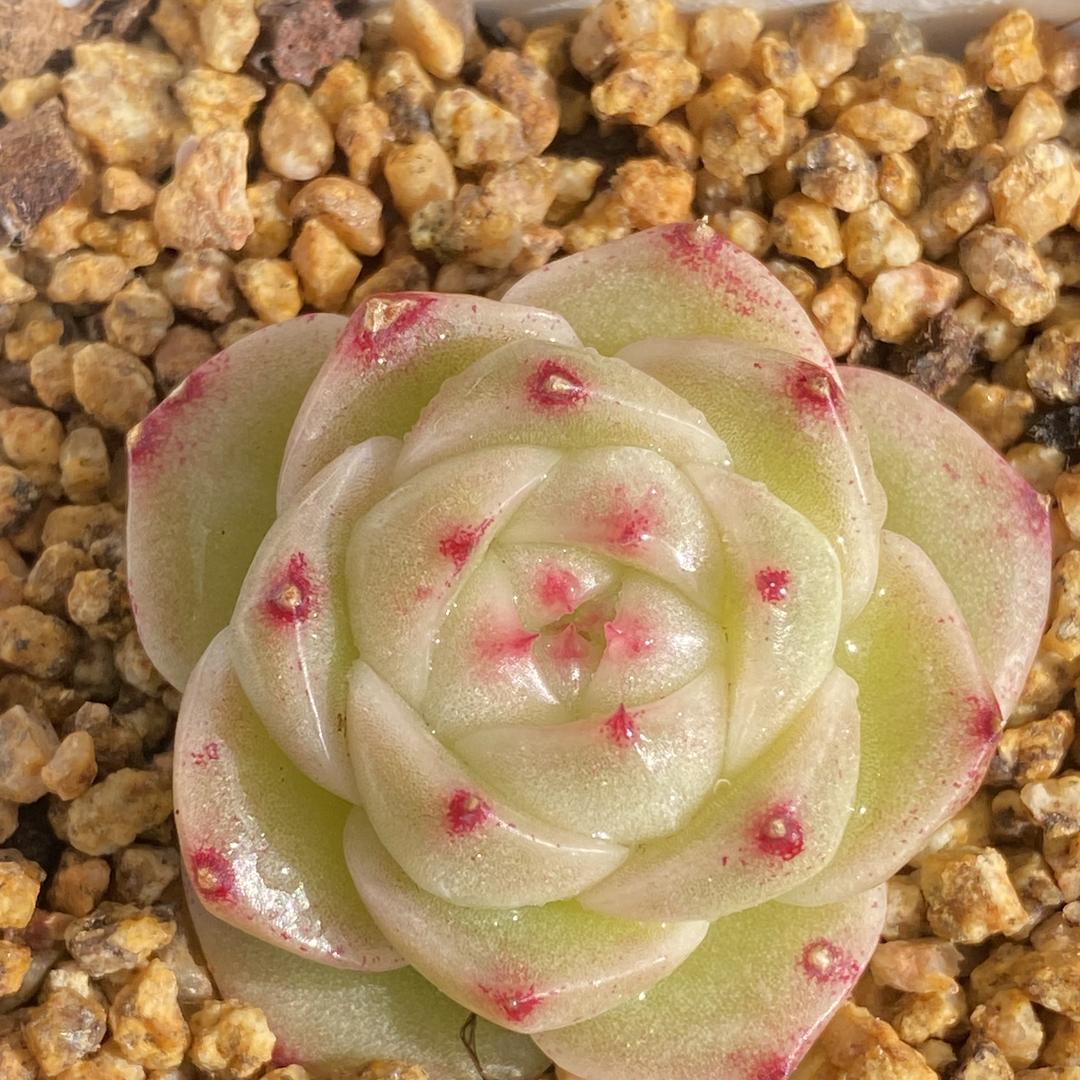 小可爱多肉花园