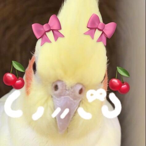 小玄（更新玄凤的视频）