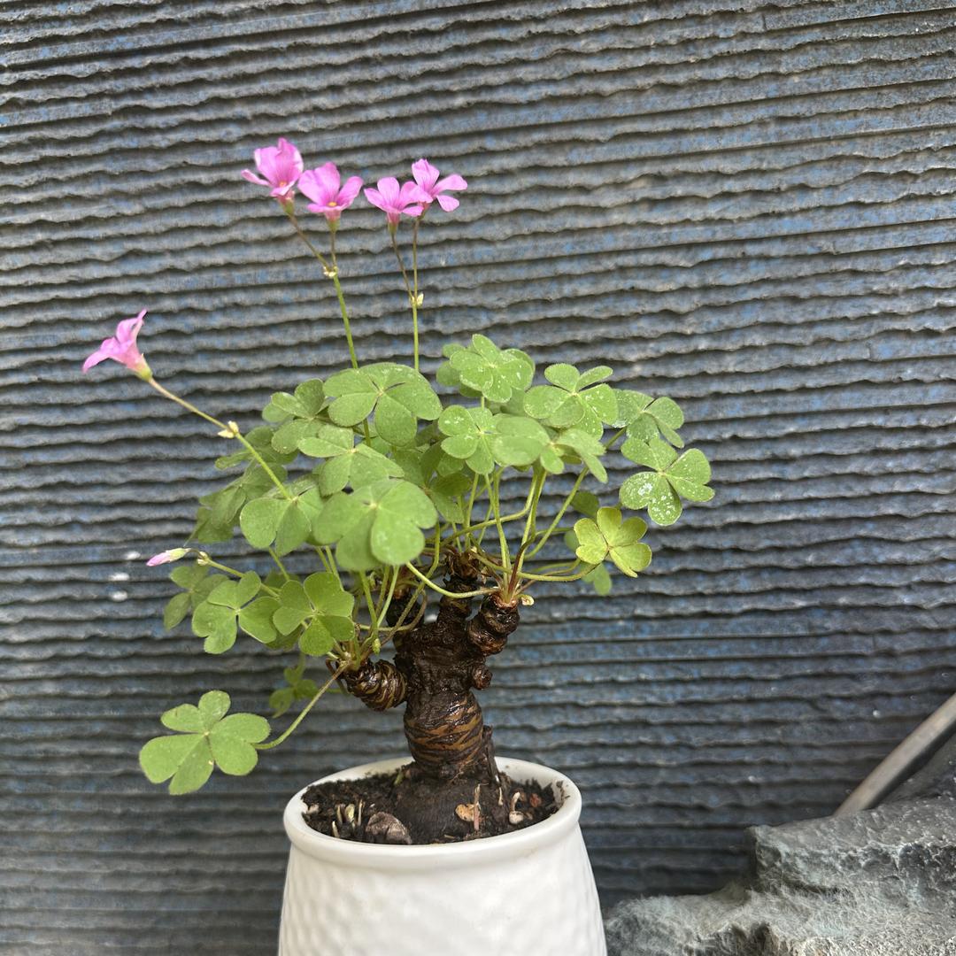 小杜同学的花园