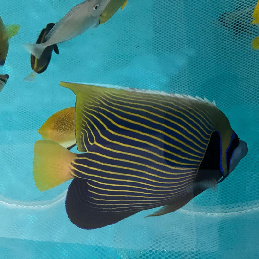 海水观赏鱼批发