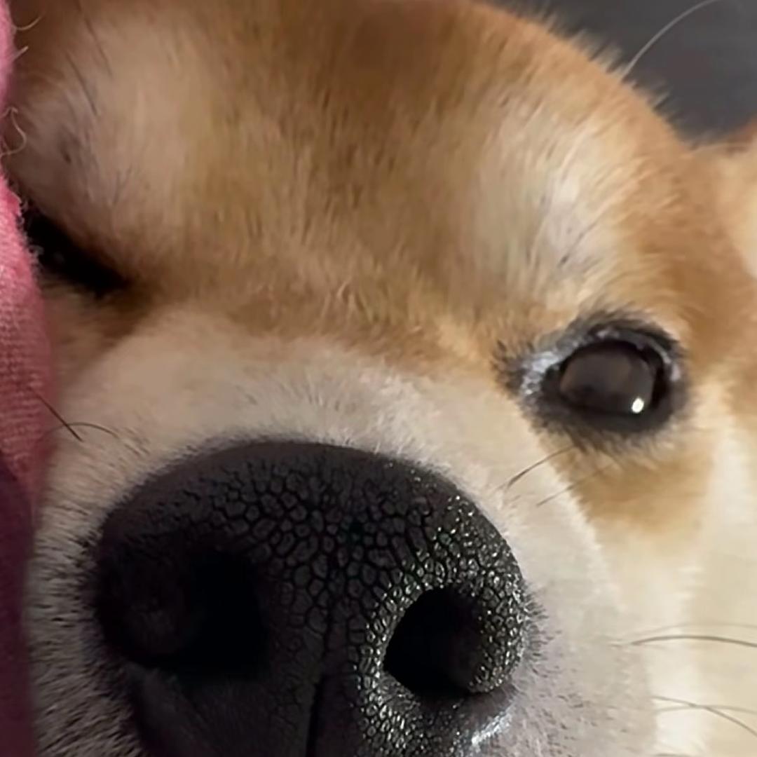 子非鱼