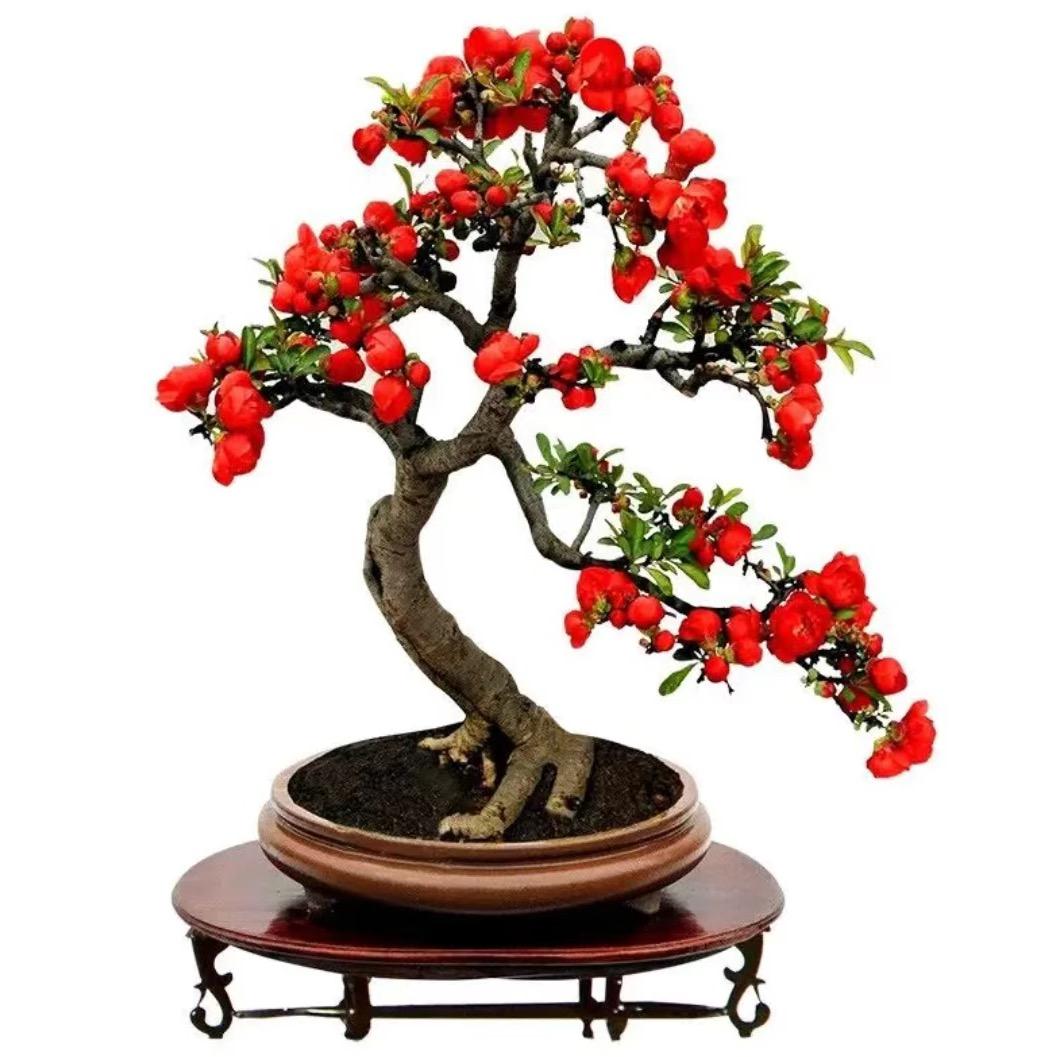 瑾黎怡源花卉