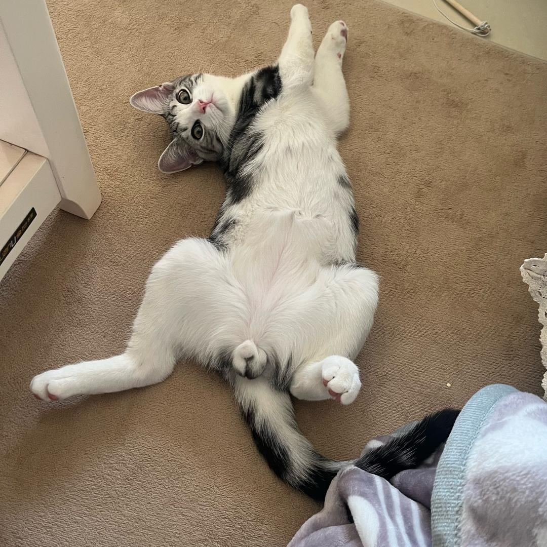 🎀🎀财财是只喵