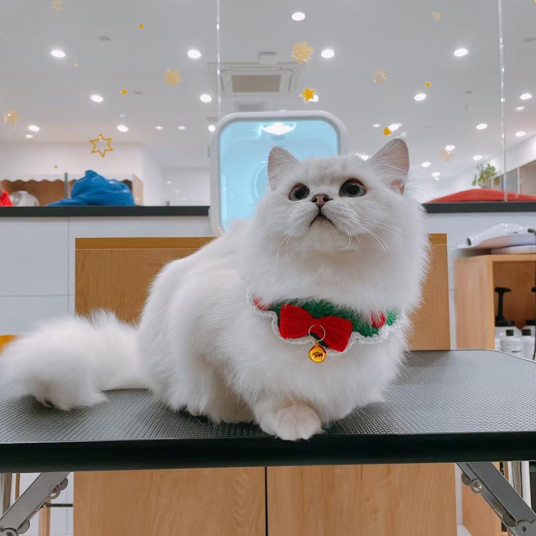 养猫日常好物