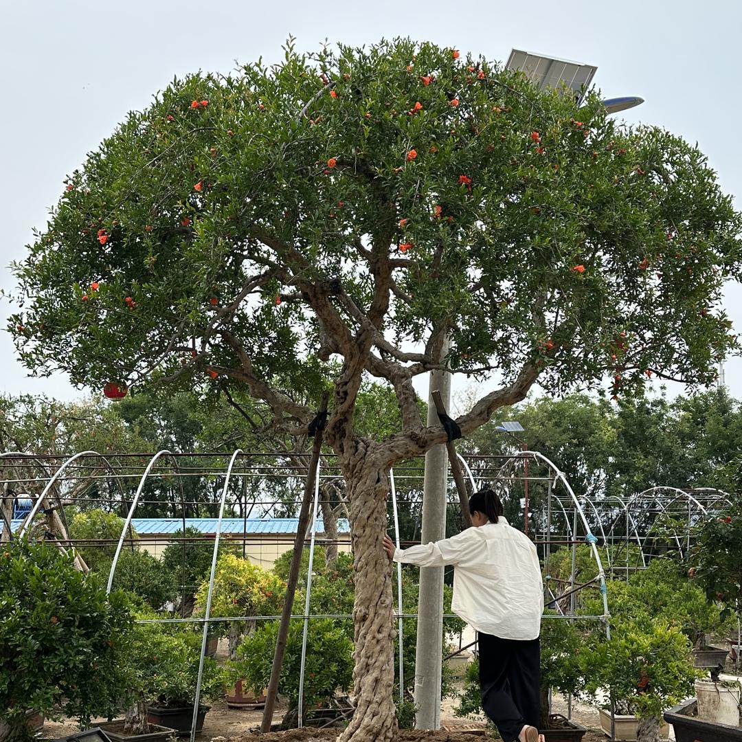石榴树夏盆栽