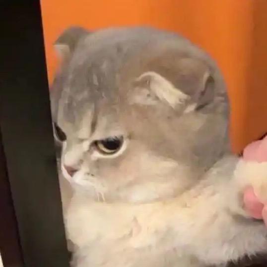 猫meme故事king