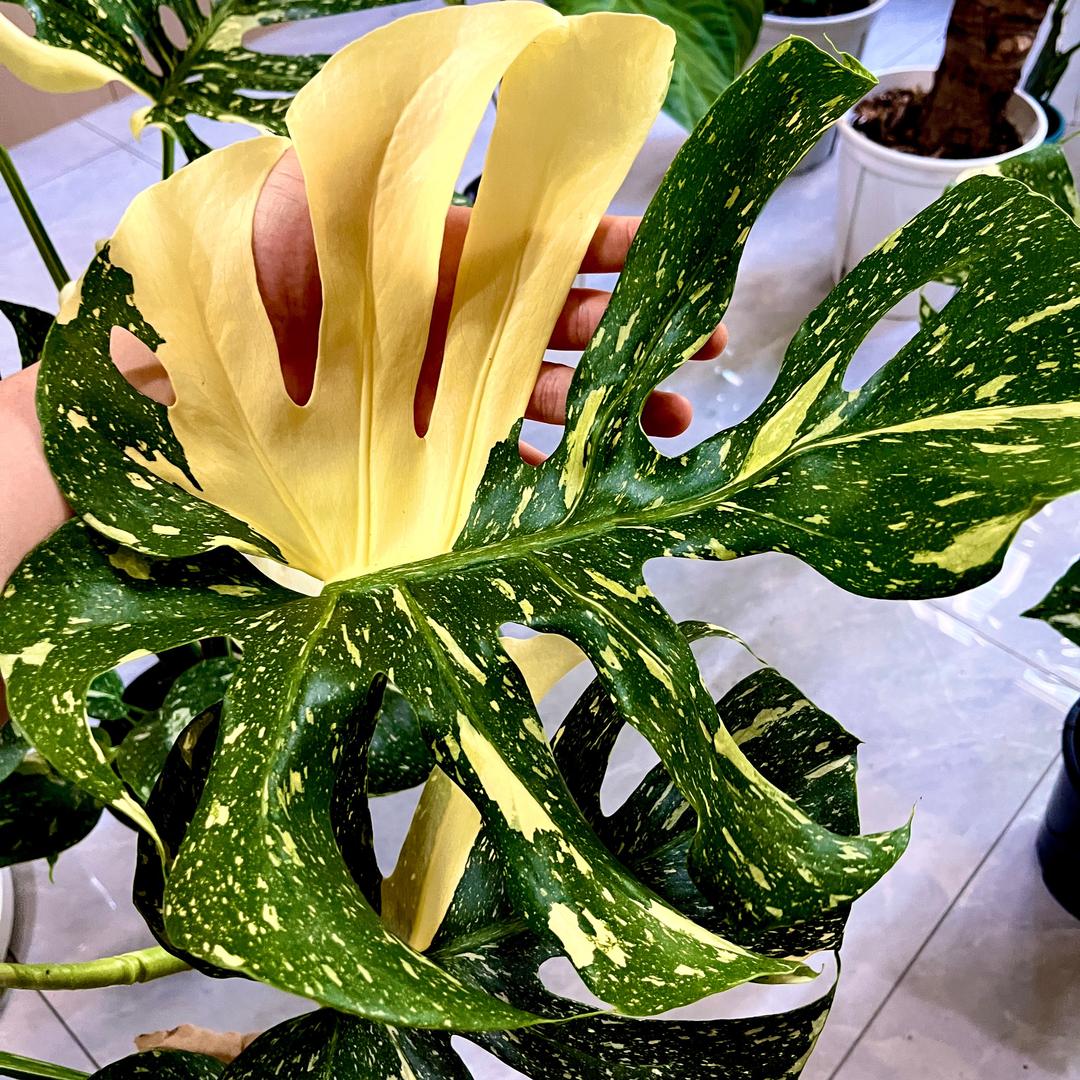 蝈圈儿热植