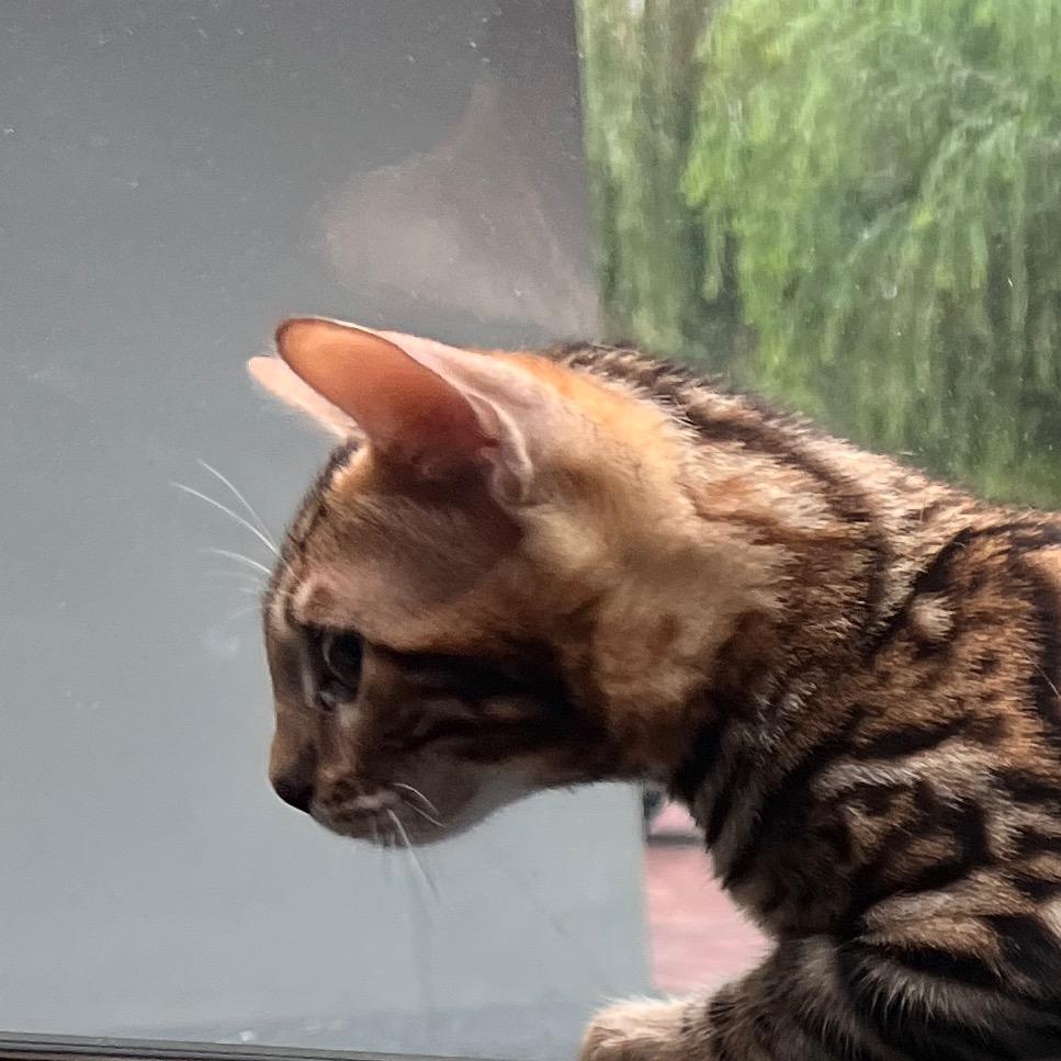 Rex豹猫俱乐部🐆（孟加拉豹猫）