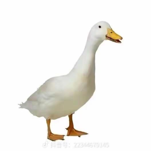 🪿