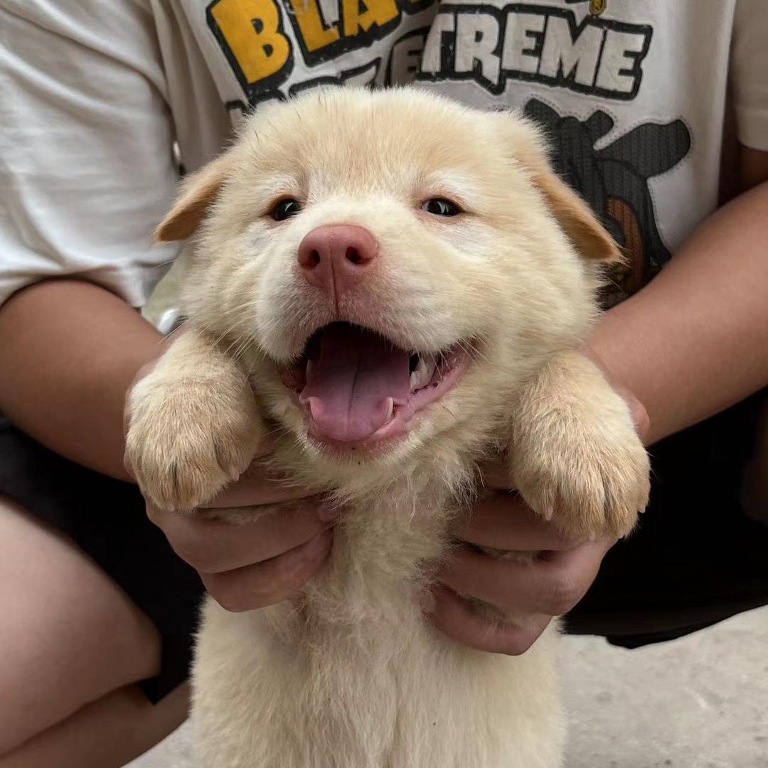 六儿土松（免费寻犬）