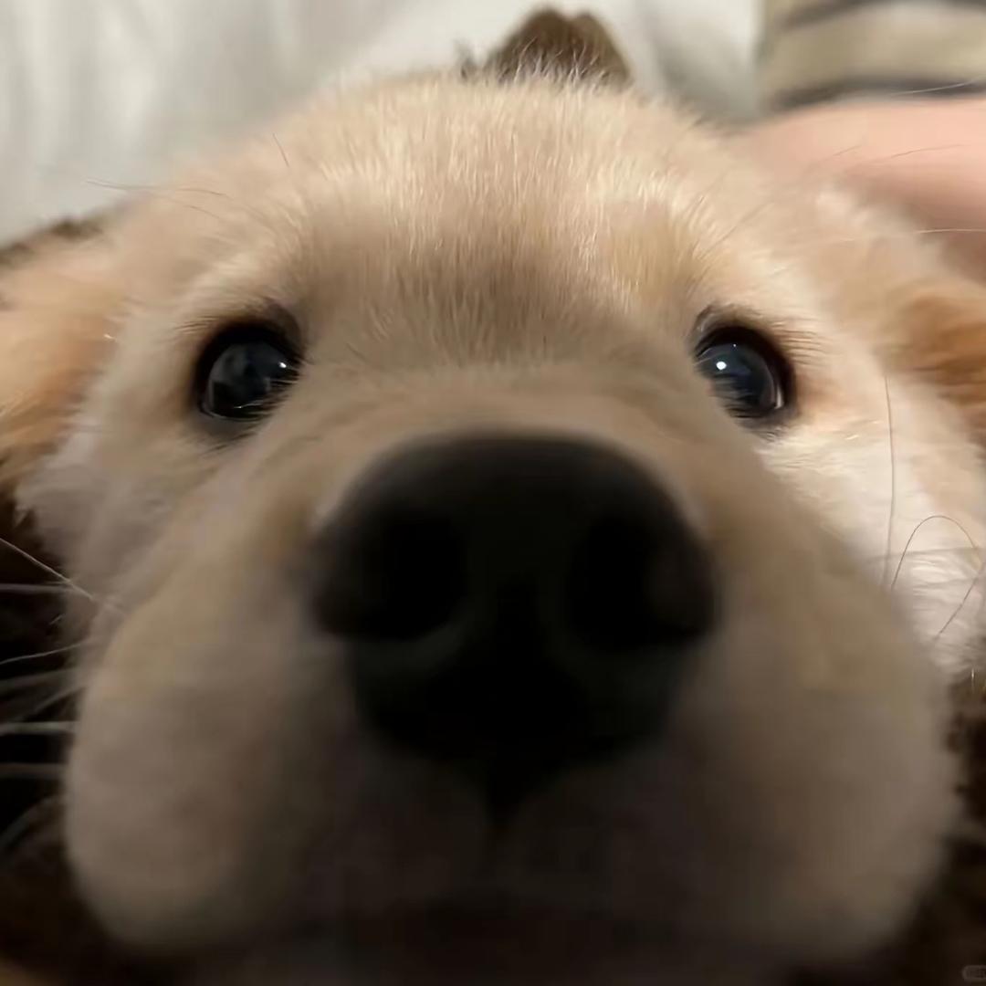 打歪狗头