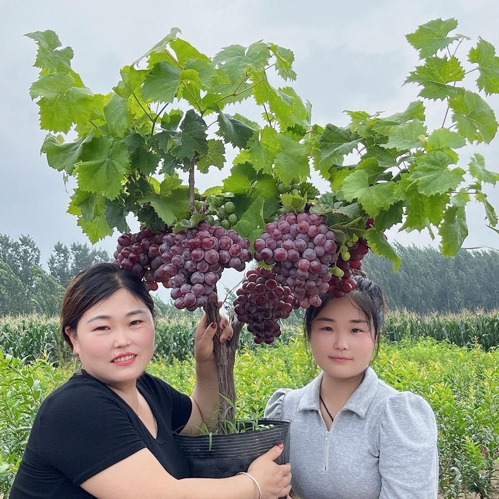 卡丝伯慧倩果树苗木专卖店